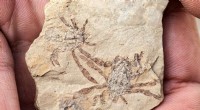 Ancient Crab Eyes Reveal New Insights into Evolution