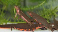 Salamander Skin Regeneration: A Potential Model for Human Healing