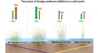 Salt Marsh Sedimentation: Protecting Coastlines with the Goldilocks Effect