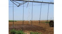 Mobile Drip Irrigation Boosts Watermelon Yields & Efficiency - Texas A&M Study