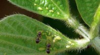 Systemic Insecticides in Honeydew: Risks to Beneficial Insects