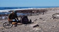 Magellanic Penguin Die-Off in 2019 Heatwave: A Case of Climate Impact