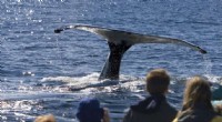 Whale Watching: A Comprehensive Guide for Beginners
