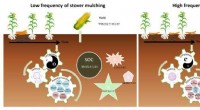How Cover Cropping Boosts Soil Health with Beneficial Bacteria