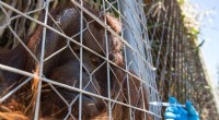 Chilean Zoo Vaccinates Big Cats & Orangutans Against COVID-19 - A First in Latin America