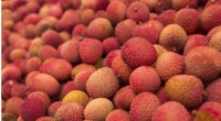Lychee Genome Research: Unlocking the Secrets of the Tropical Fruit