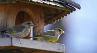 Protecting Garden Birds: 4 Ways to Help Declining Populations