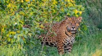 Jaguar Reintroduction in Argentina: Conservation Success Story