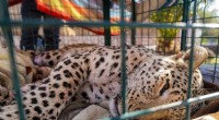Endangered Leopard in Iraq Amputated After Trap Injury