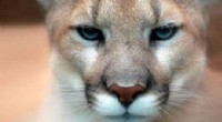 Michigan Cougars: Why Male Sightings Outnumber Females & Kittens