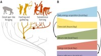 Human Evolution: Energy Acquisition vs. Conservation in Early Hominids