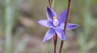Participate in Orchid Conservation: A 5-Step Guide to Citizen Science