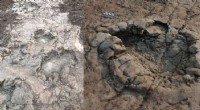 Ancient Dinosaur Footprints Discovered in Wales – A 200 Million-Year-Old Discovery