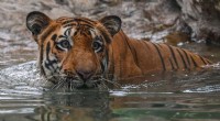 India Tiger Deaths 2021: Record Losses and Conservation Challenges