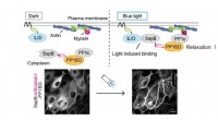 OptoMYPT: A Novel Light-Activated Tool to Reduce Cellular Contraction