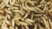 Maggots: The Unexpected Forensic Tools Solving Crimes