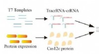 Novel Cas12c Platform for Precise Nucleic Acid Detection