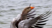 Avian Influenza (Bird Flu) Found in Dead Knots on Wadden Sea