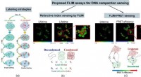 Fluorescence Lifetime Imaging: Unveiling DNA Compaction & Gene Activity