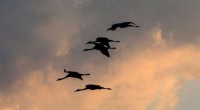 Israel Bird Flu Outbreak Kills Thousands of Wild Cranes
