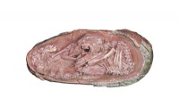 Baby Yingliang: Perfectly Preserved Dinosaur Embryo Reveals Bird-Like Hatching Position
