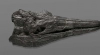 Ancient Giant Ichthyosaur Skull Reveals Early Marine Reptile Growth