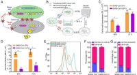 SARS-CoV-2 Cell-to-Cell Transmission Mechanism: Spike Protein & Viral Spread