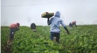 Housing & Health Risks for Migrant Farmworkers: A Critical Issue