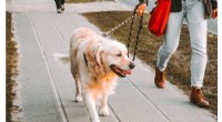 How Dog Ownership Impacts Neighborhood Safety: A Research Overview