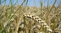 Wheat Trade Disruptions and Global Food Security: A Critical Analysis