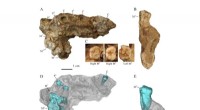 Gongwangling Homo erectus Remains: Evidence of China s Earliest Humans?