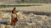 India s Wheat Export Ban: Impact on Farmers & Global Supply