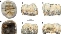Ancient Human Relative: Insights from a 130,000-Year-Old Child s Tooth