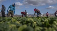 COVID-19 and Farmworkers: A Report on Dehumanizing Experiences