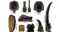 Ancient Insects of the Marquesas Islands: A Paleontological Discovery