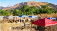 Ancient Ancestry of San Francisco s Muwekma Ohlone Tribe Revealed by Genomic Study