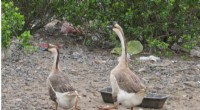 Ancient Goose Domestication Discovery in China: 7,000 Years Ago