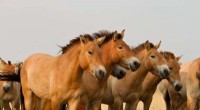 Origins of Horse Taming: New Research Rewrites History