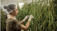 Cannabis Legalization Boosts Employment: New Study Reveals Economic Impact