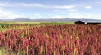 Ancient Andean Diets: Lessons for a Sustainable Future