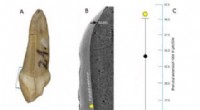 Early Tooth Development in Neanderthals: New Insights from a Preserved Milk Tooth