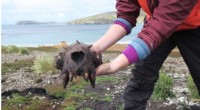 Falkland Islands: New Evidence of Ancient Human Presence Rewrites History