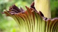 Ligblomsten (Amorphophallus titanum):En 12 fods kæmpe med en stank, der trækker insekter 