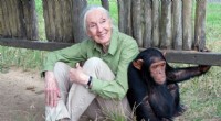 Jane Goodall:paladina della conservazione e della pace globale 