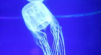 Box Jellyfish:Havets mest dødelige stik og hvordan man reagerer 