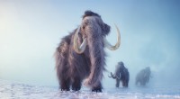 Forskare uppskattar Woolly Mammoths livslängd till 60 år med hjälp av DNA-metylering 