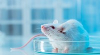 Perché i topi sono la spina dorsale della moderna ricerca biomedica 