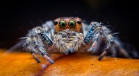 Por qué la araña saltadora doméstica tiene ojos extraordinarios 