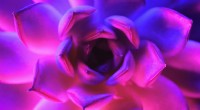 Forskare utvecklar Glow-In-The-Dark-suckulenter som använder nanopartiklar 