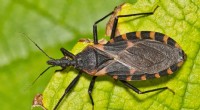Los CDC emiten una advertencia urgente sobre el aumento de casos de enfermedad de Chagas relacionados con la  chinche besadora  
